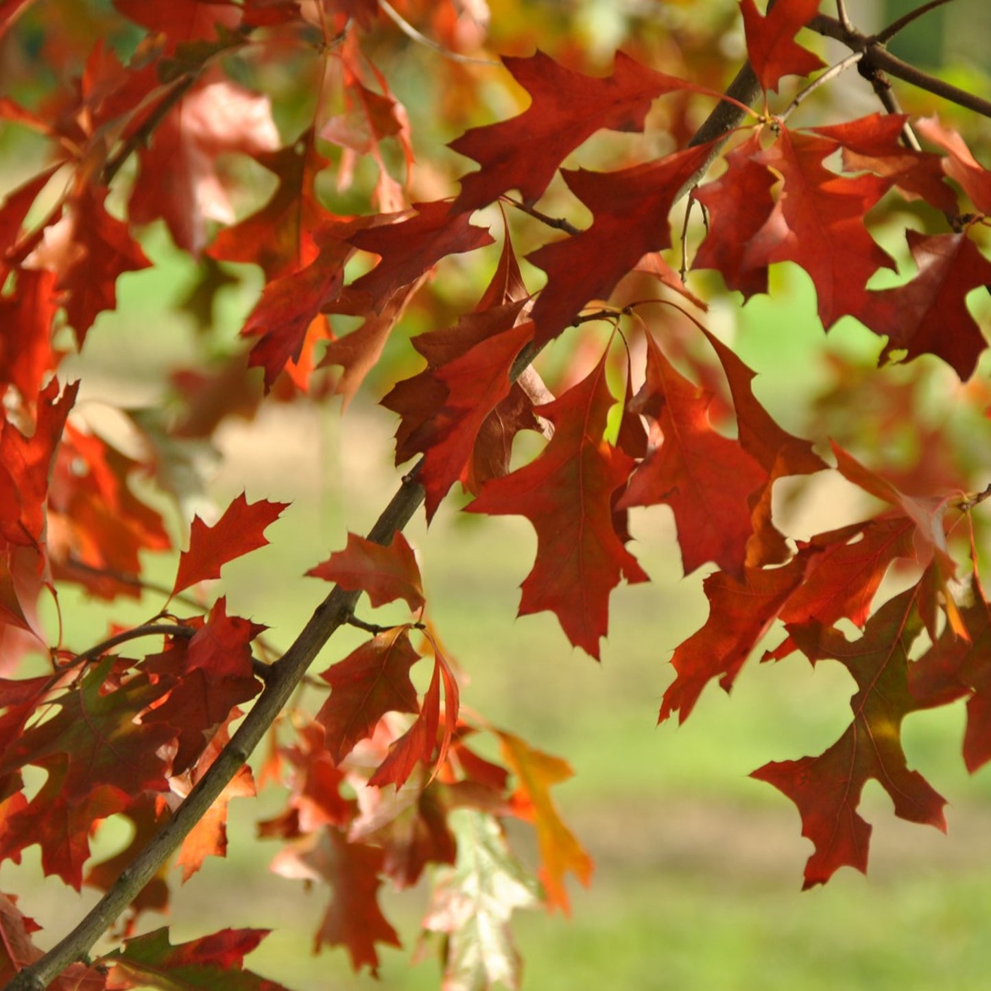 Quercus palustris (10L, 5-6ft)