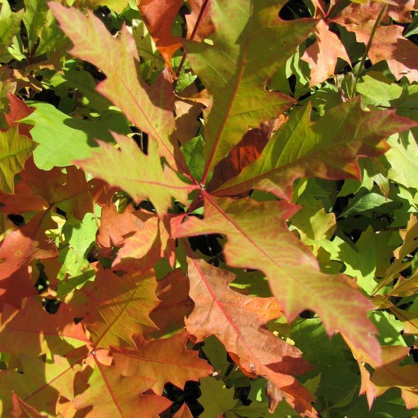 Quercus palustris (10L, 5-6ft)