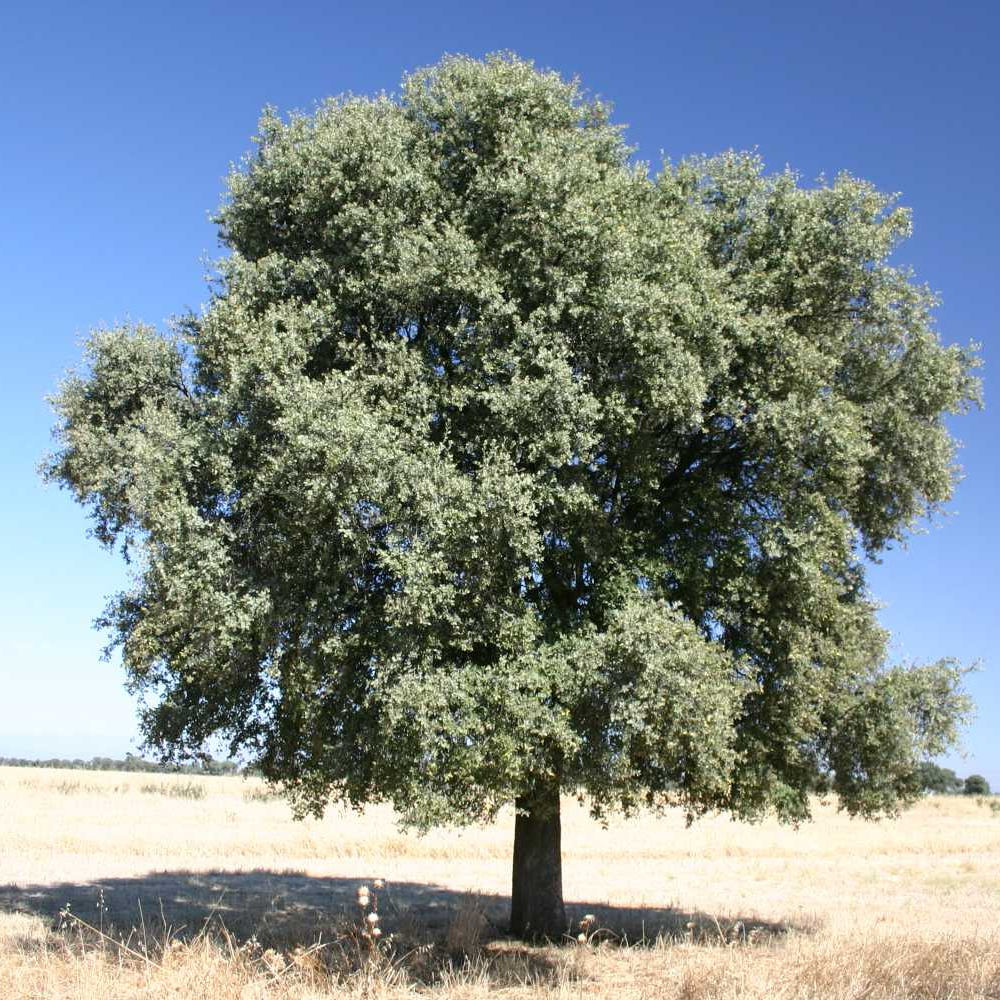 Quercus Ilex Tree (12L, 5-6ft)