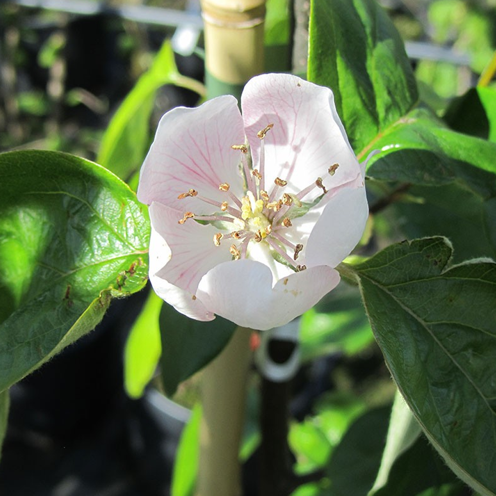 Quince Vranja (12L, 4-5ft)