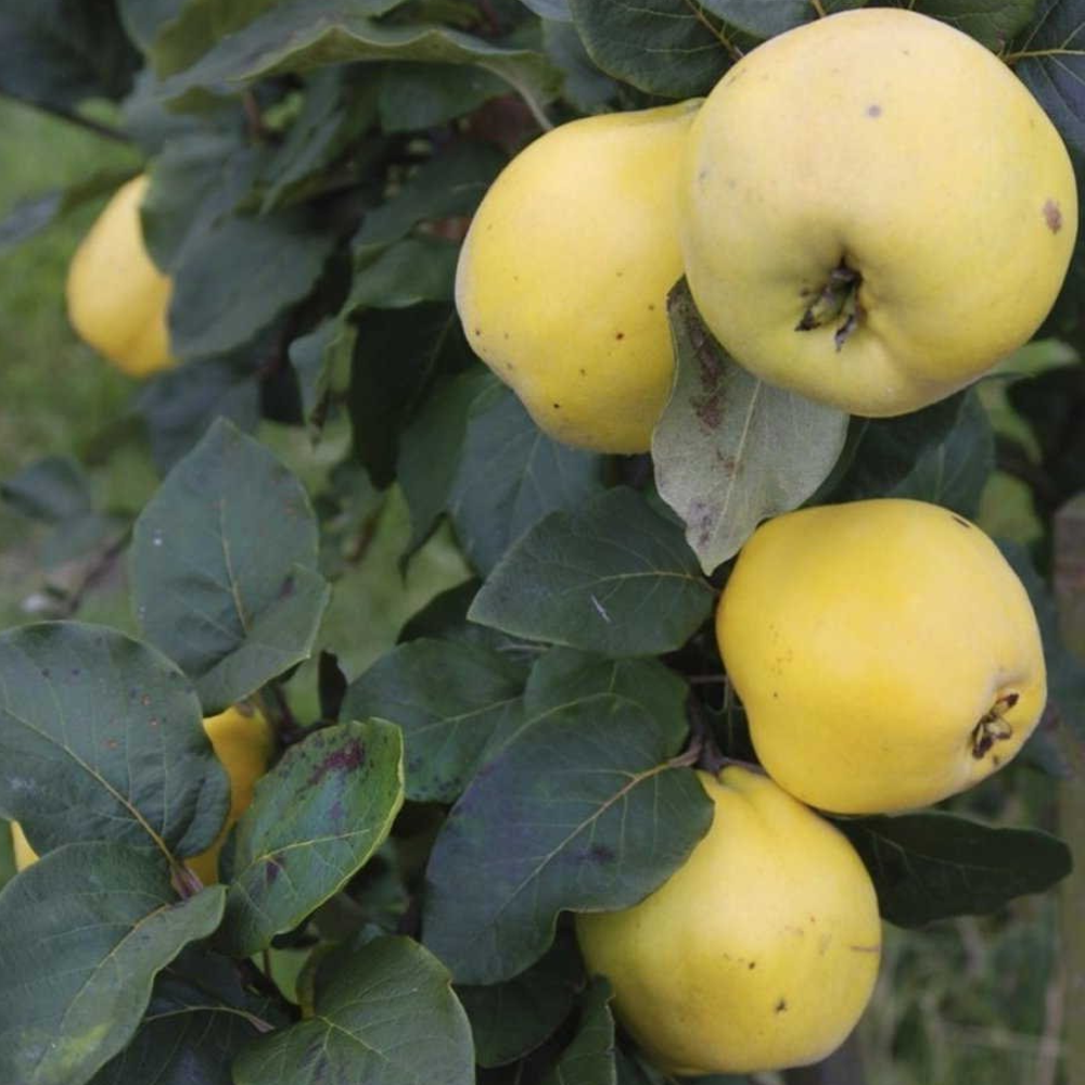 Quince Vranja (12L, 4-5ft)