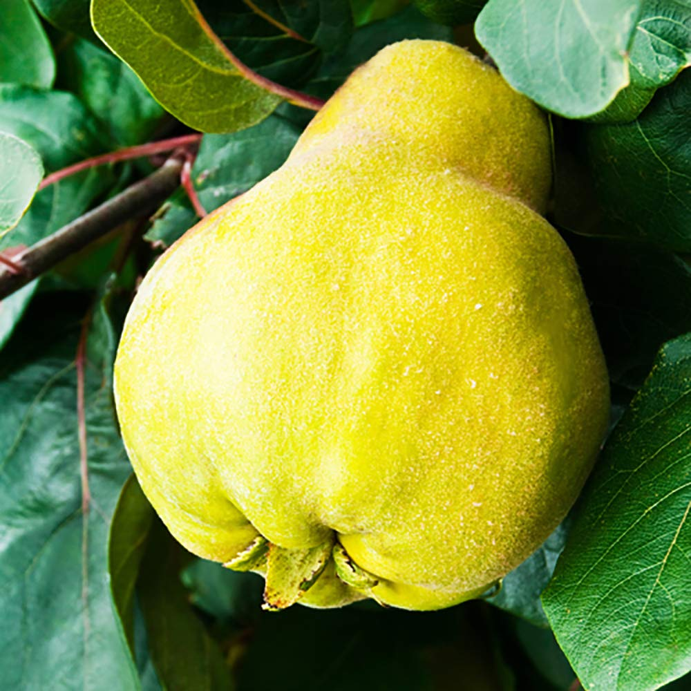 Quince Vranja (12L, 4-5ft)