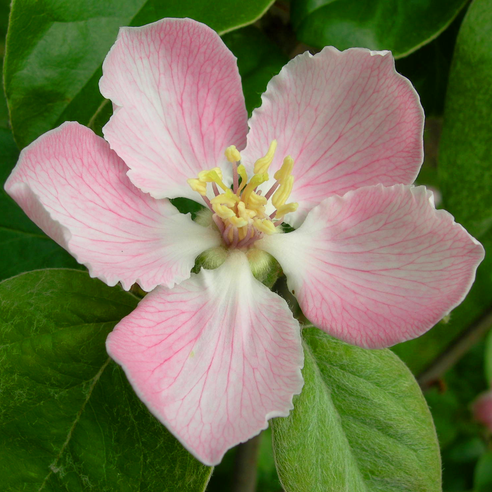 Quince Vranja (12L, 4-5ft)