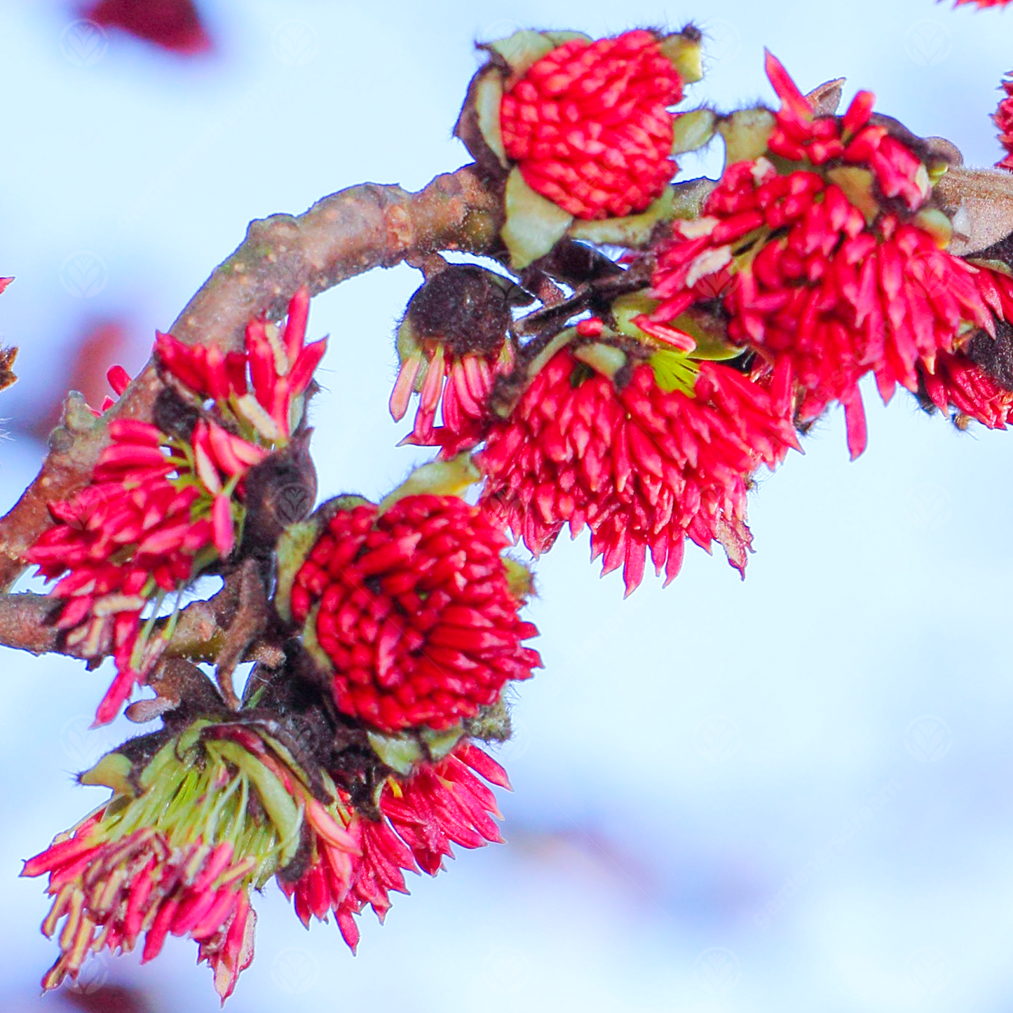 Parrotia Persica Tree (12L, 5-6ft)