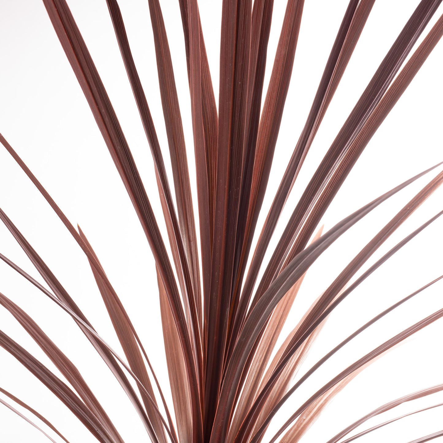 Cordyline Red Star (5L)