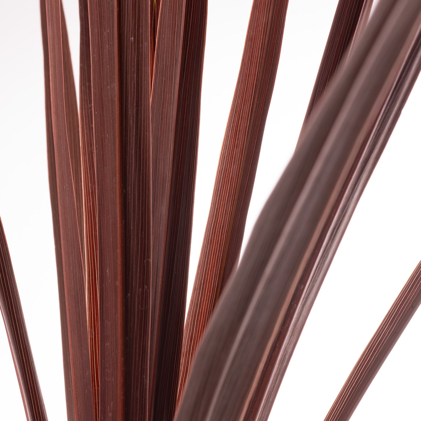 Cordyline Red Star (5L)