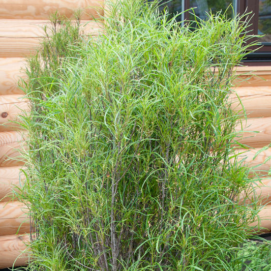 Rhamnus frangula 'Fine Line' (7.5L, 4-5ft)