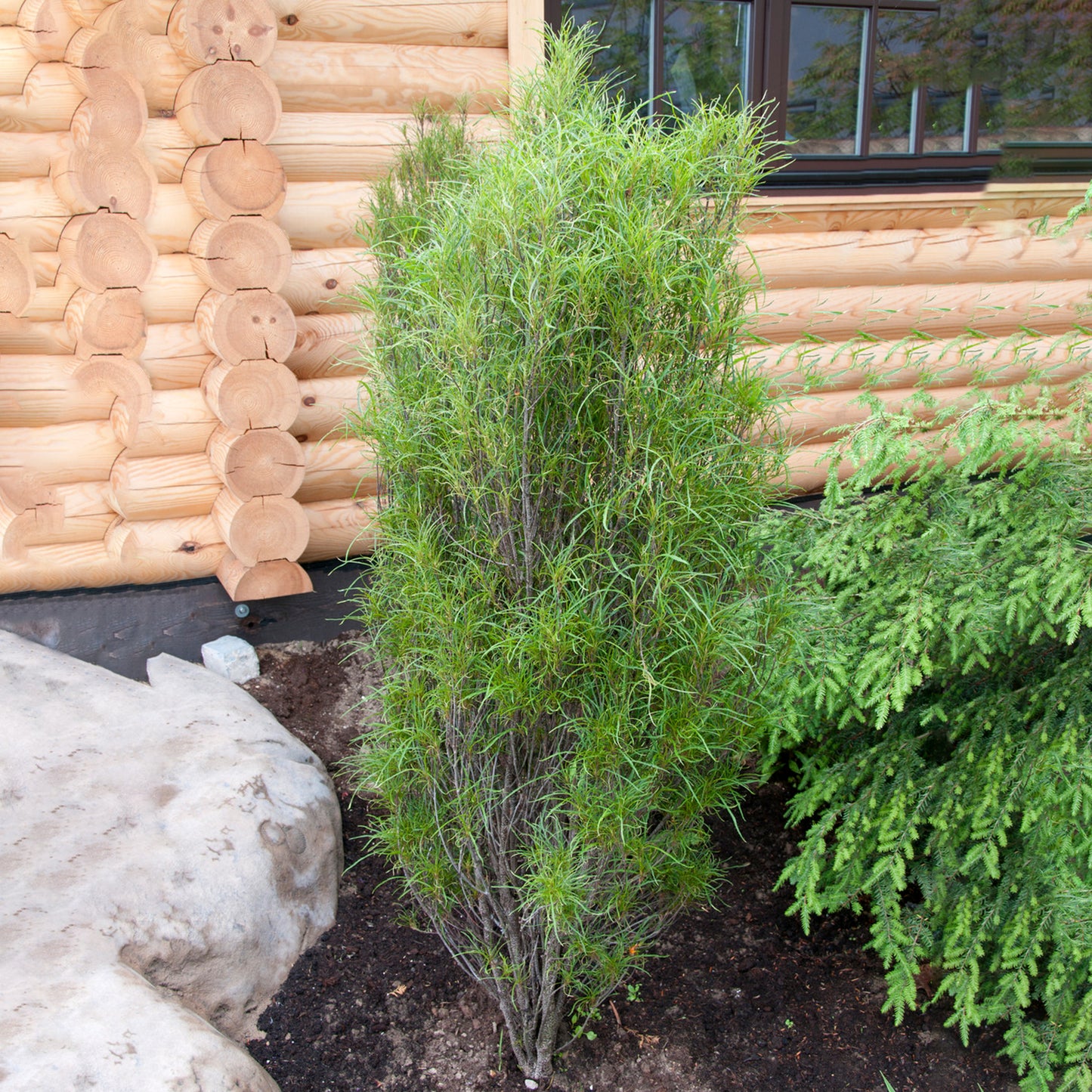 Rhamnus frangula 'Fine Line' (7.5L, 4-5ft)