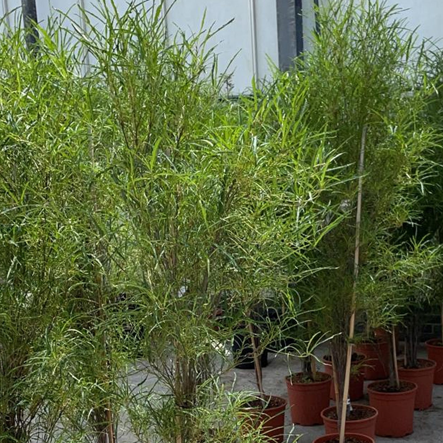 Rhamnus frangula 'Fine Line' (7.5L, 4-5ft)