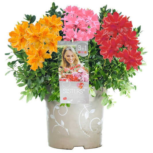 Azalea Tricolour - Pink, Orange & Red (5L)