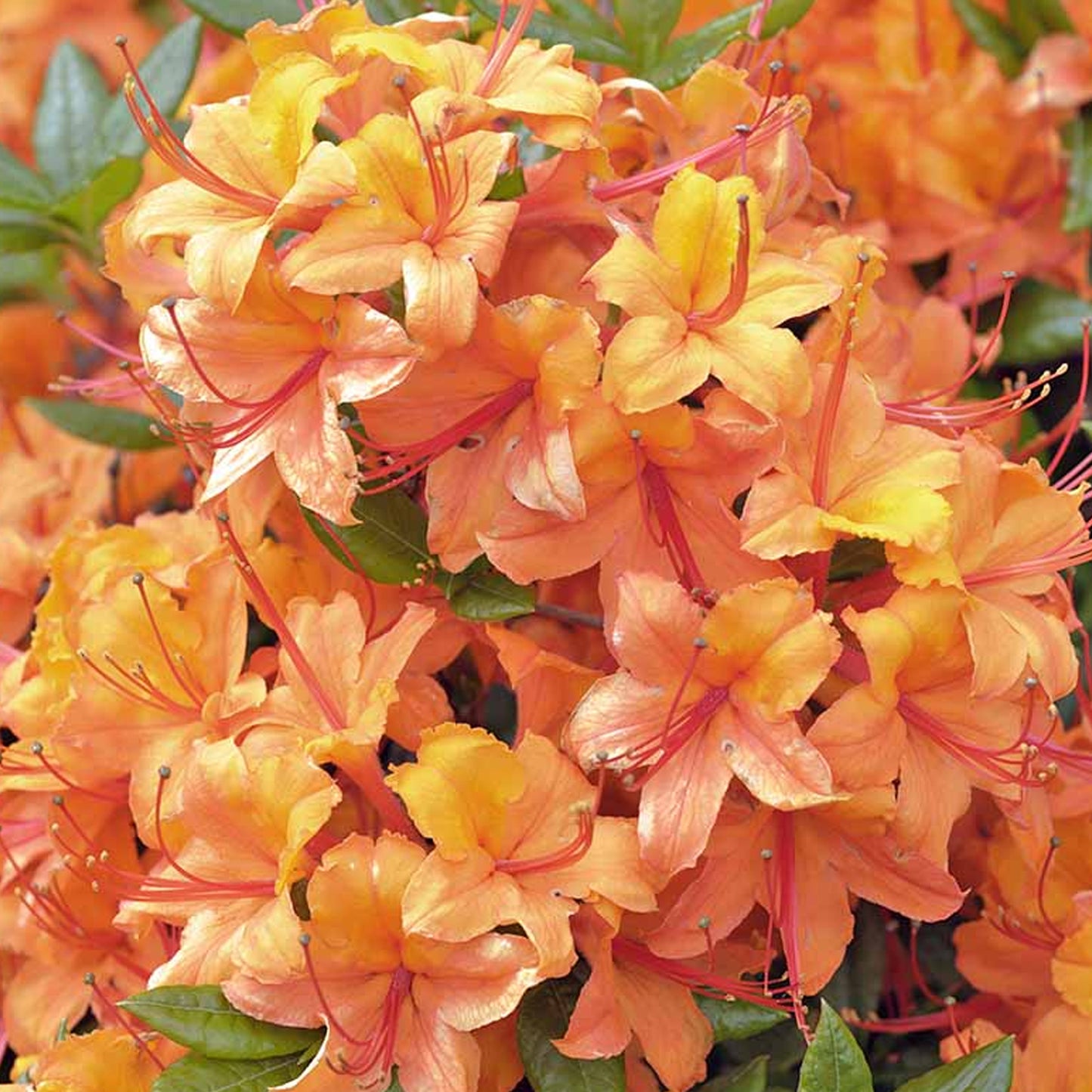 Azalea Tricolour - Pink, Orange & Red (5L)