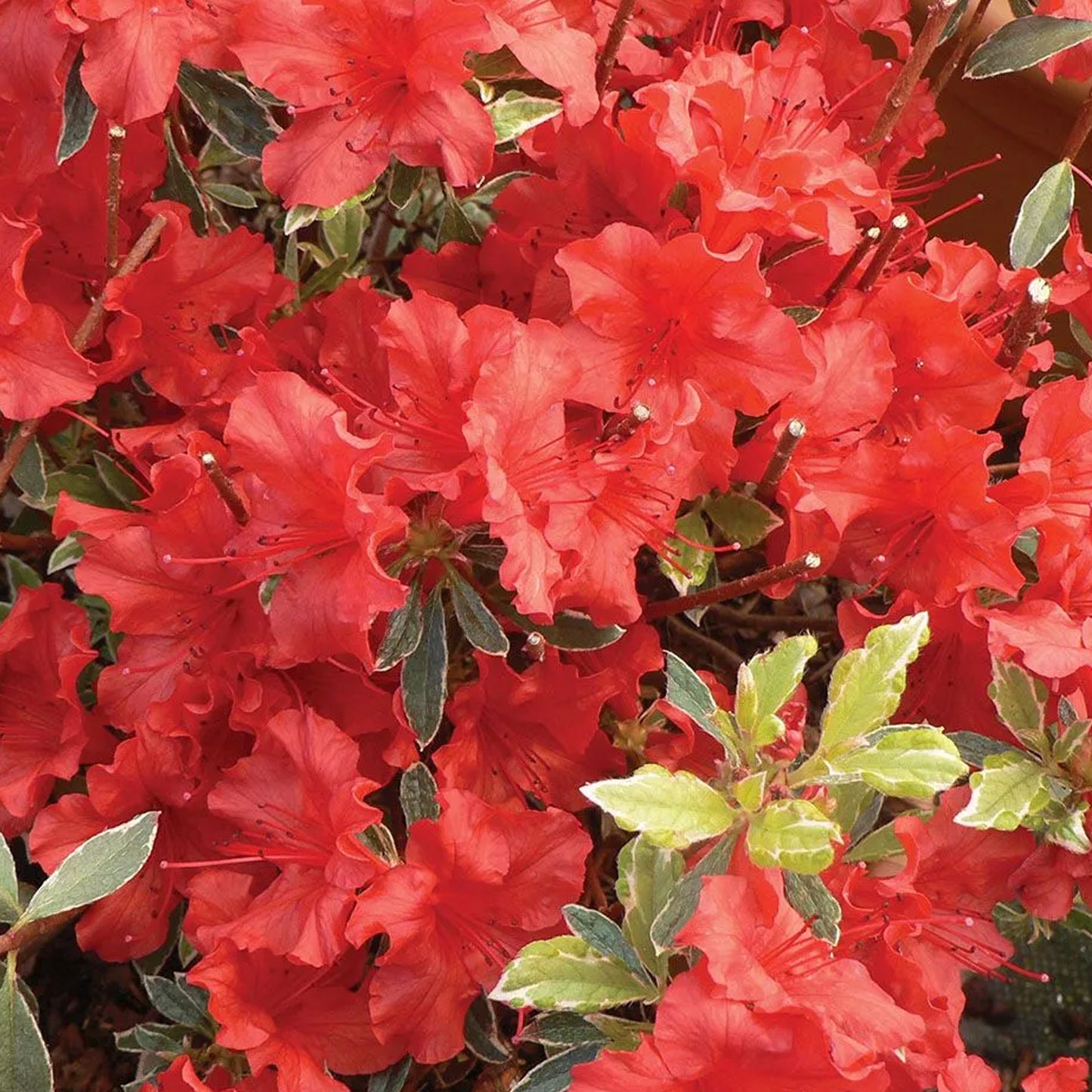 Azalea Tricolour - Pink, Orange & Red (5L)