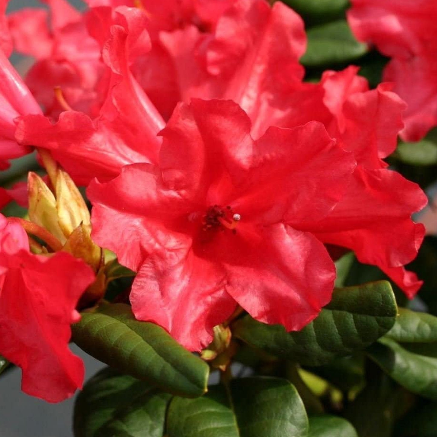 Rhododendron Scarlet Wonder (1L)