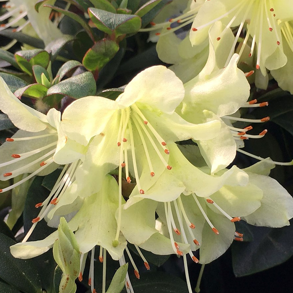 Rhododendron Princess Anne (9cm)