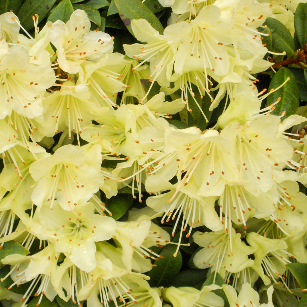 Rhododendron Princess Anne (9cm)