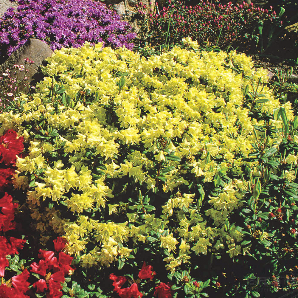 Rhododendron Princess Anne (9cm)