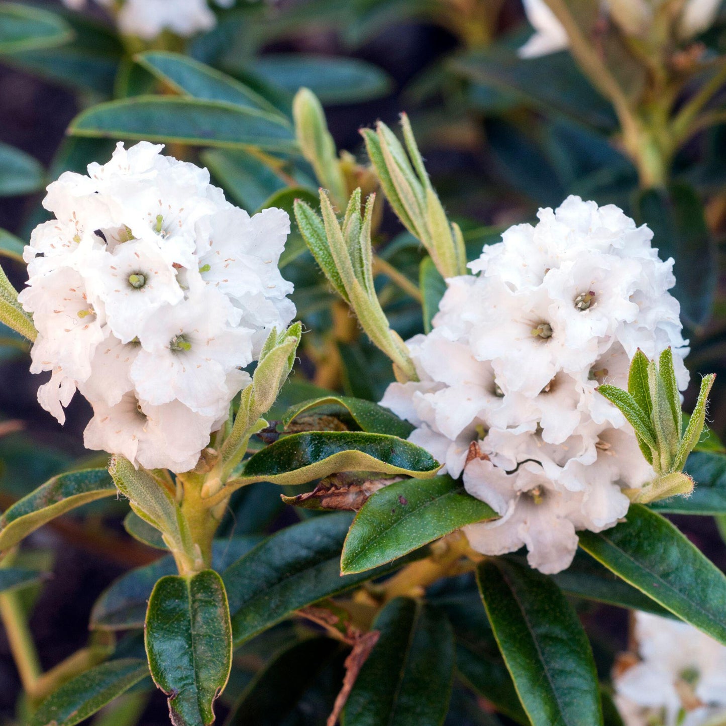 Rhododendron Arctic Tern (1L)