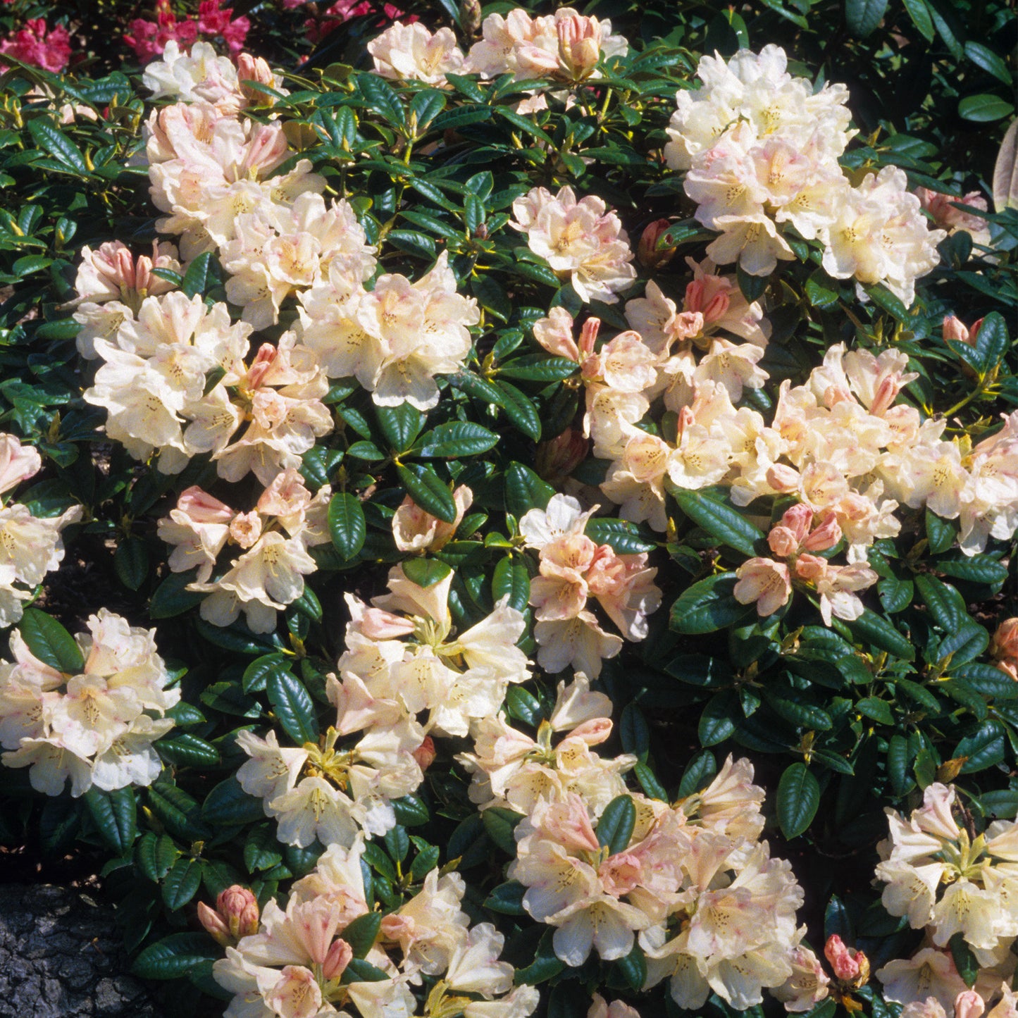 Rhododendron Dusty Miller (1L)