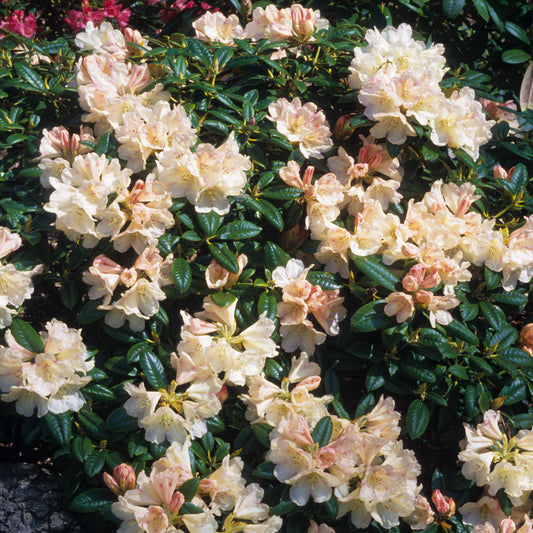 Rhododendron Dusty Miller (1L)