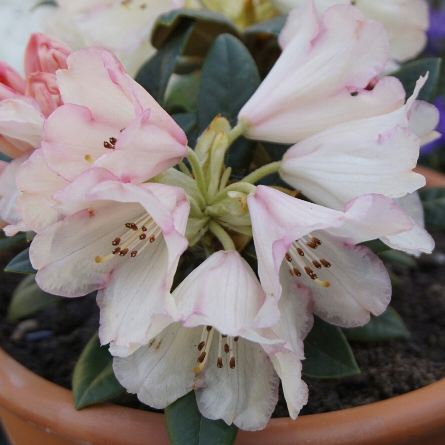 Rhododendron Dusty Miller (1L)