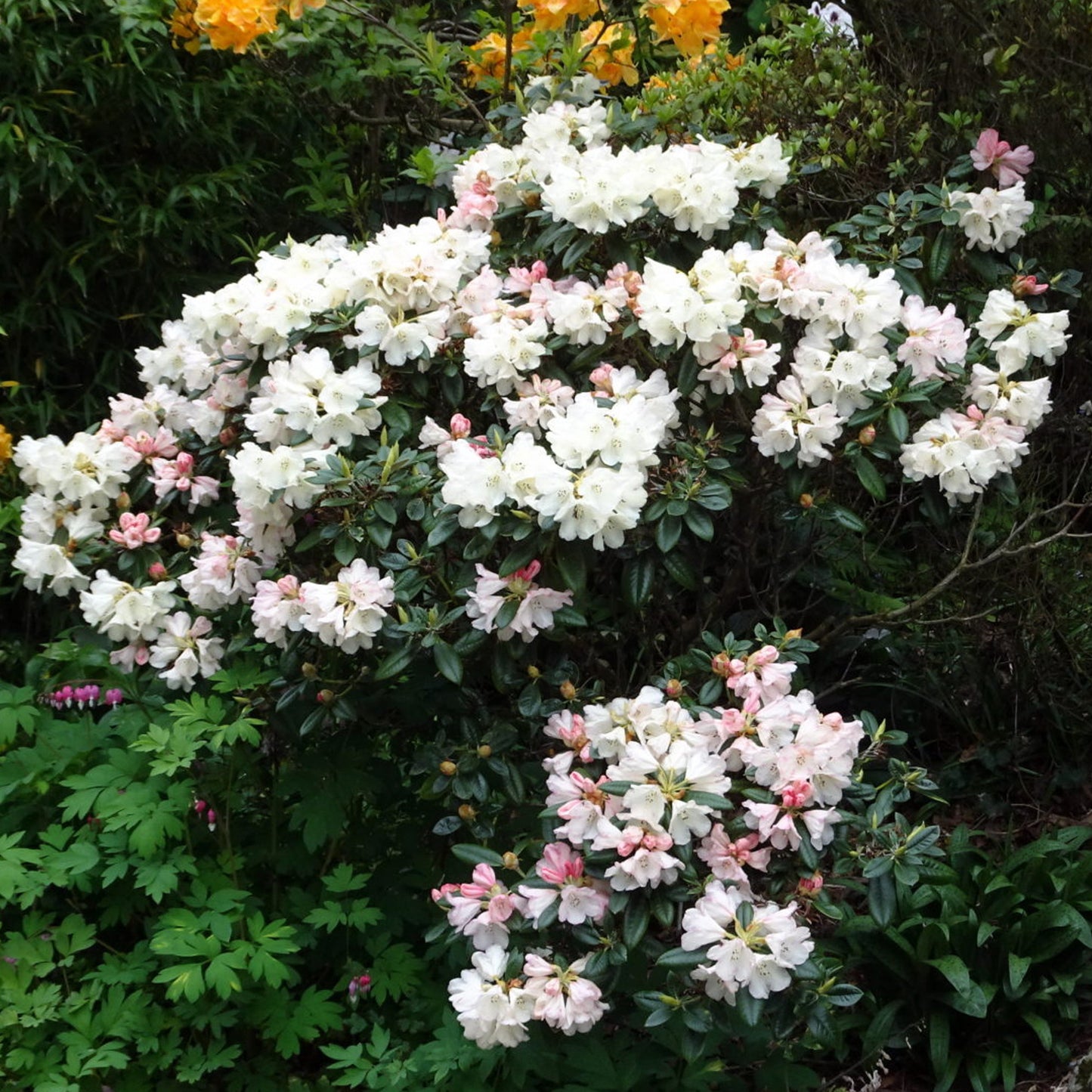 Rhododendron Dusty Miller (1L)