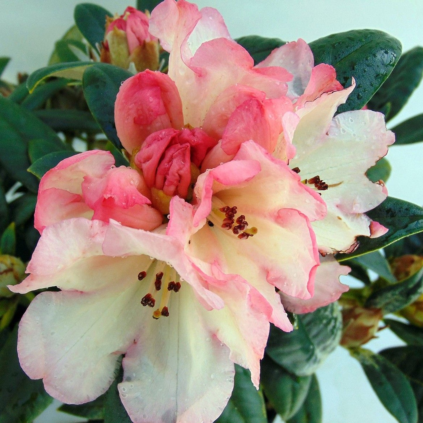 Rhododendron Dusty Miller (1L)