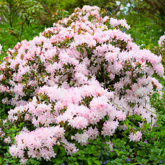 Rhododendron Ginny Gee (1L)