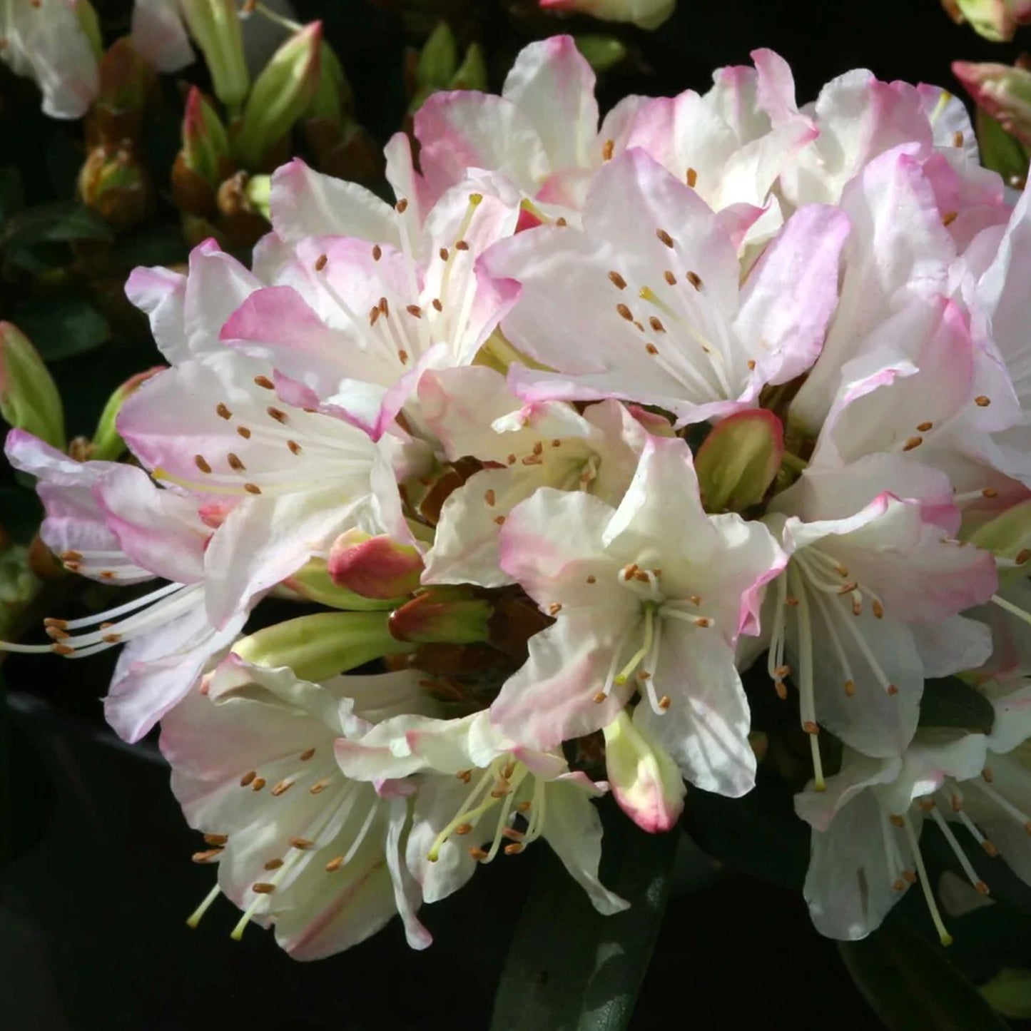 Rhododendron Ginny Gee (1L)