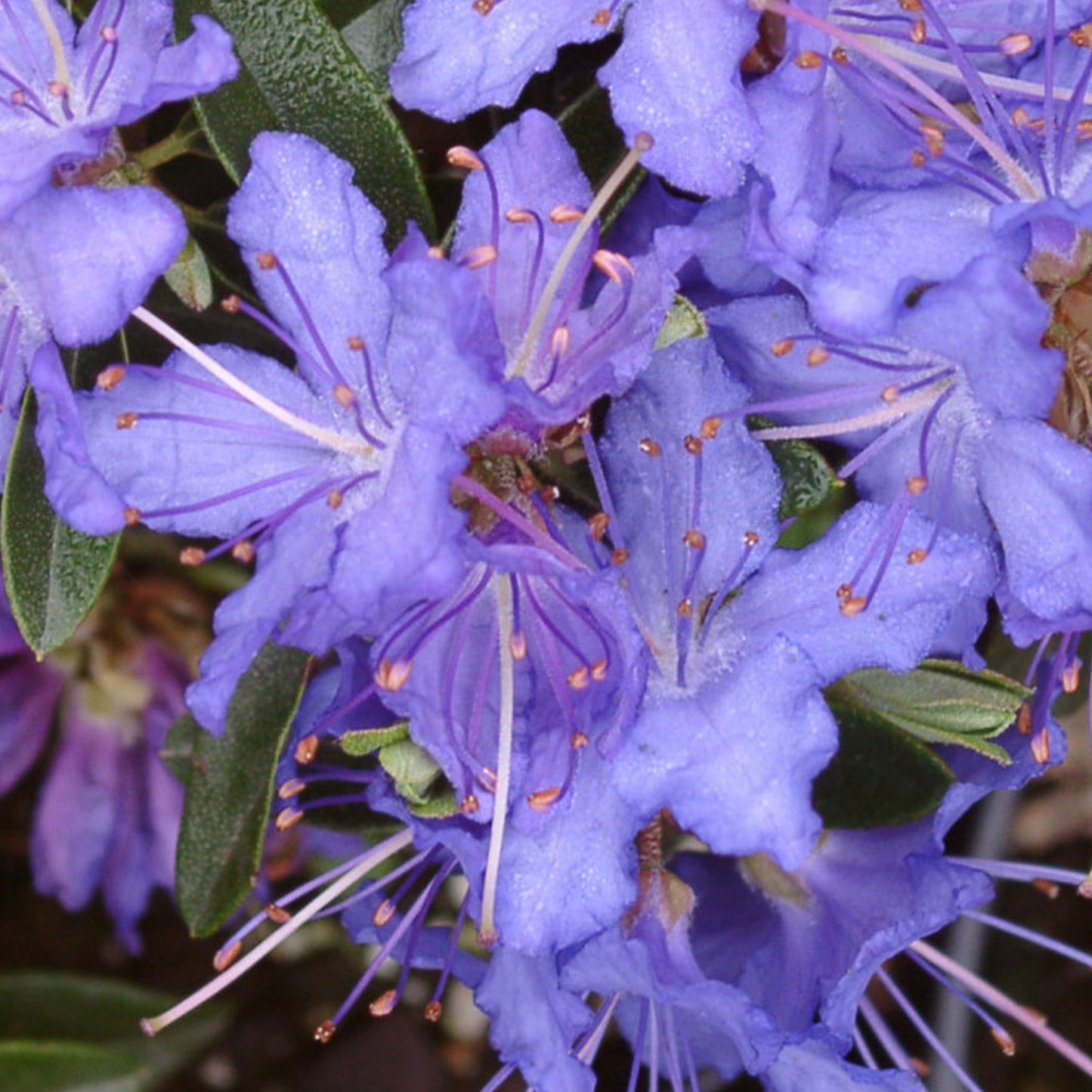 Rhododendron Night Sky (1L)
