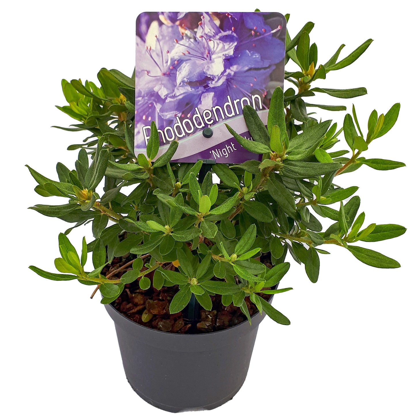 Rhododendron Night Sky (1L)