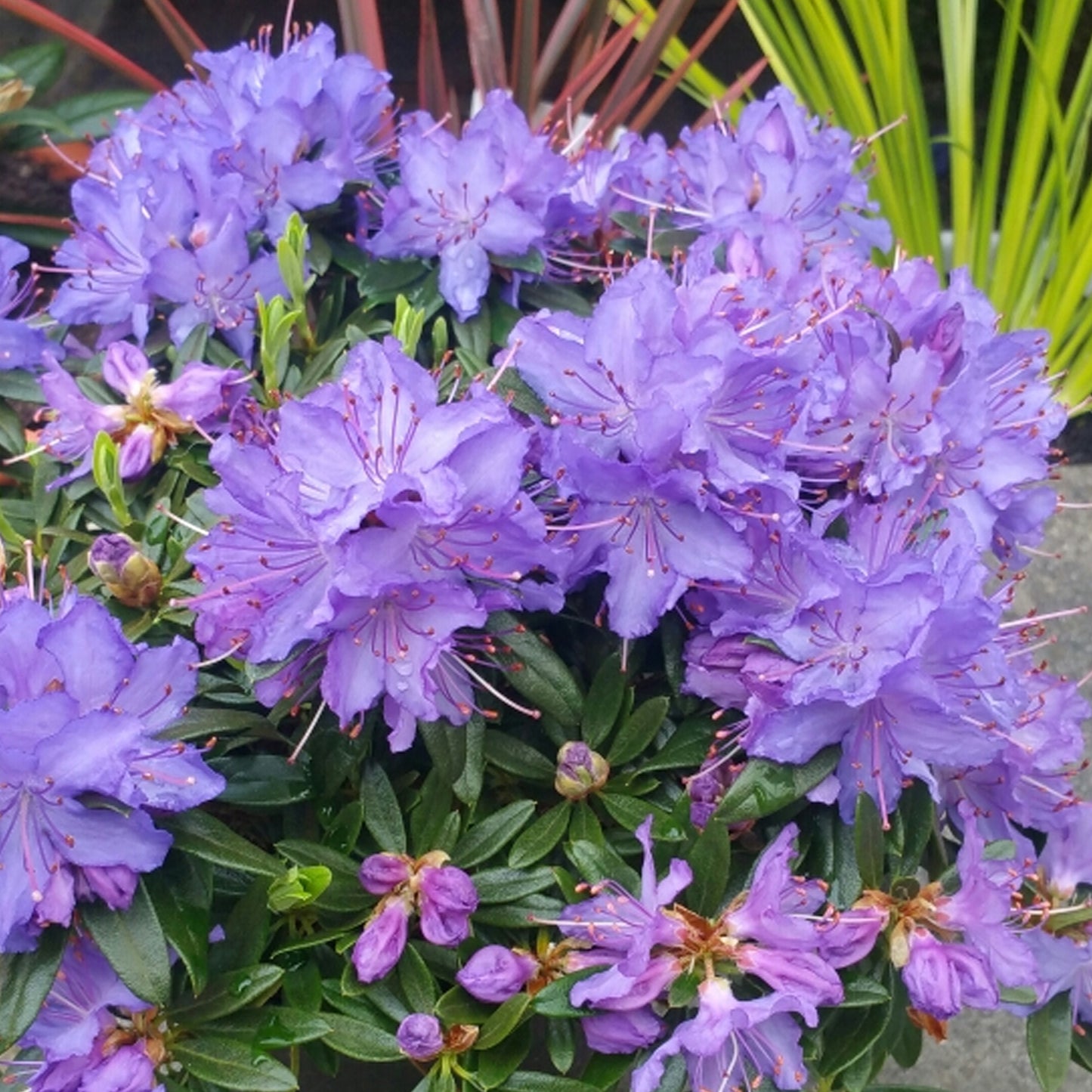 Rhododendron Night Sky (1L)