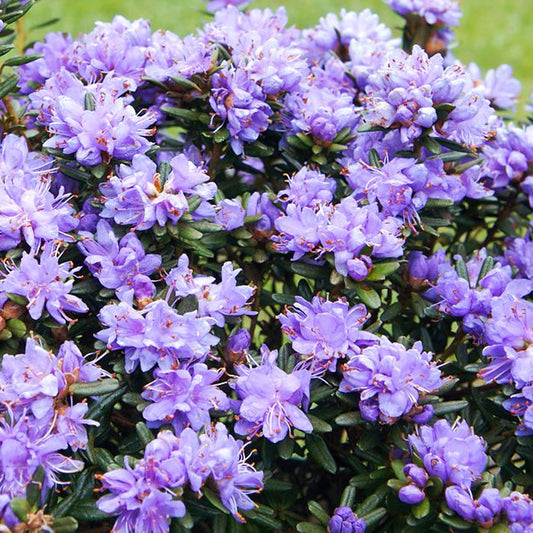 Rhododendron Purple Pillow (1L)