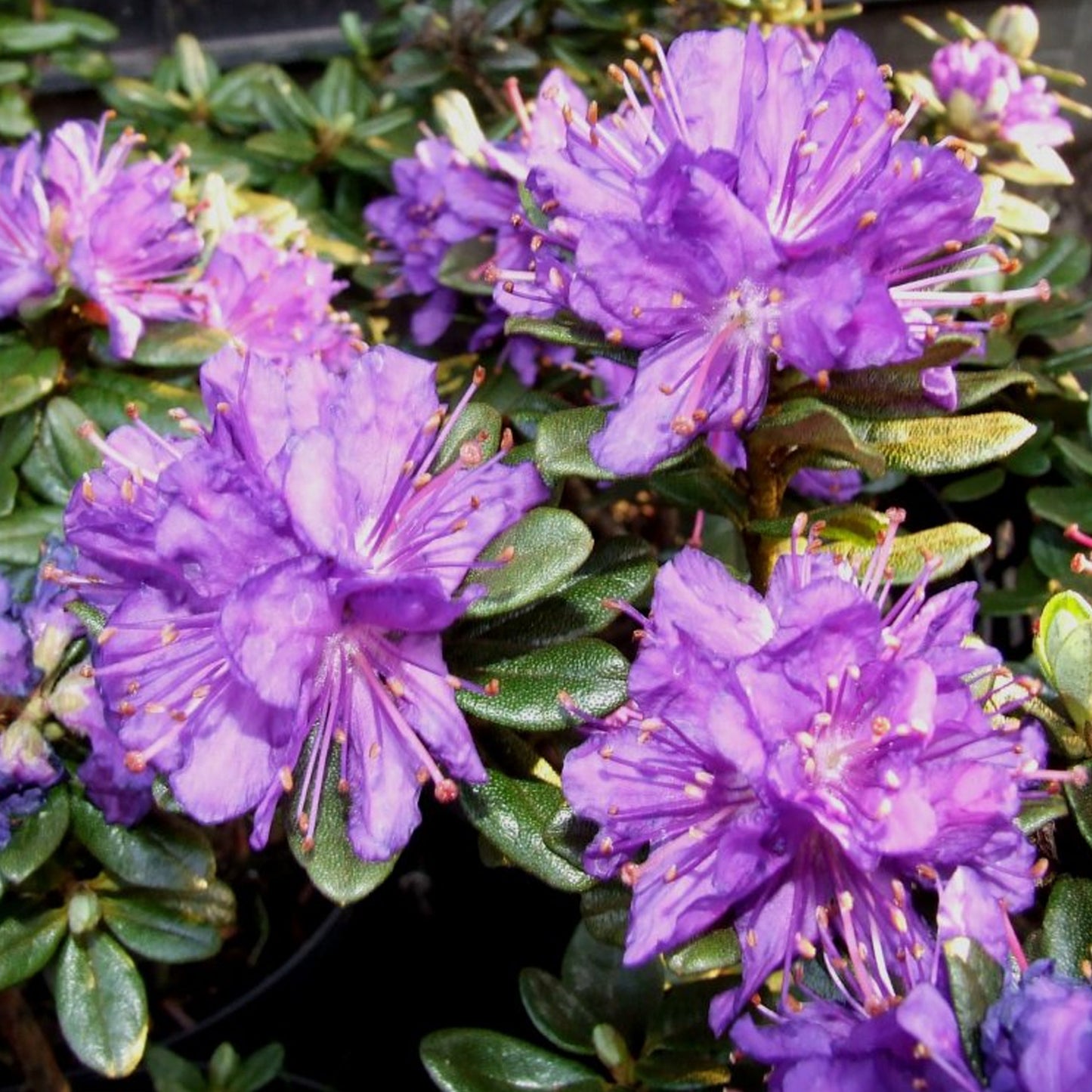 Rhododendron Purple Pillow (1L)