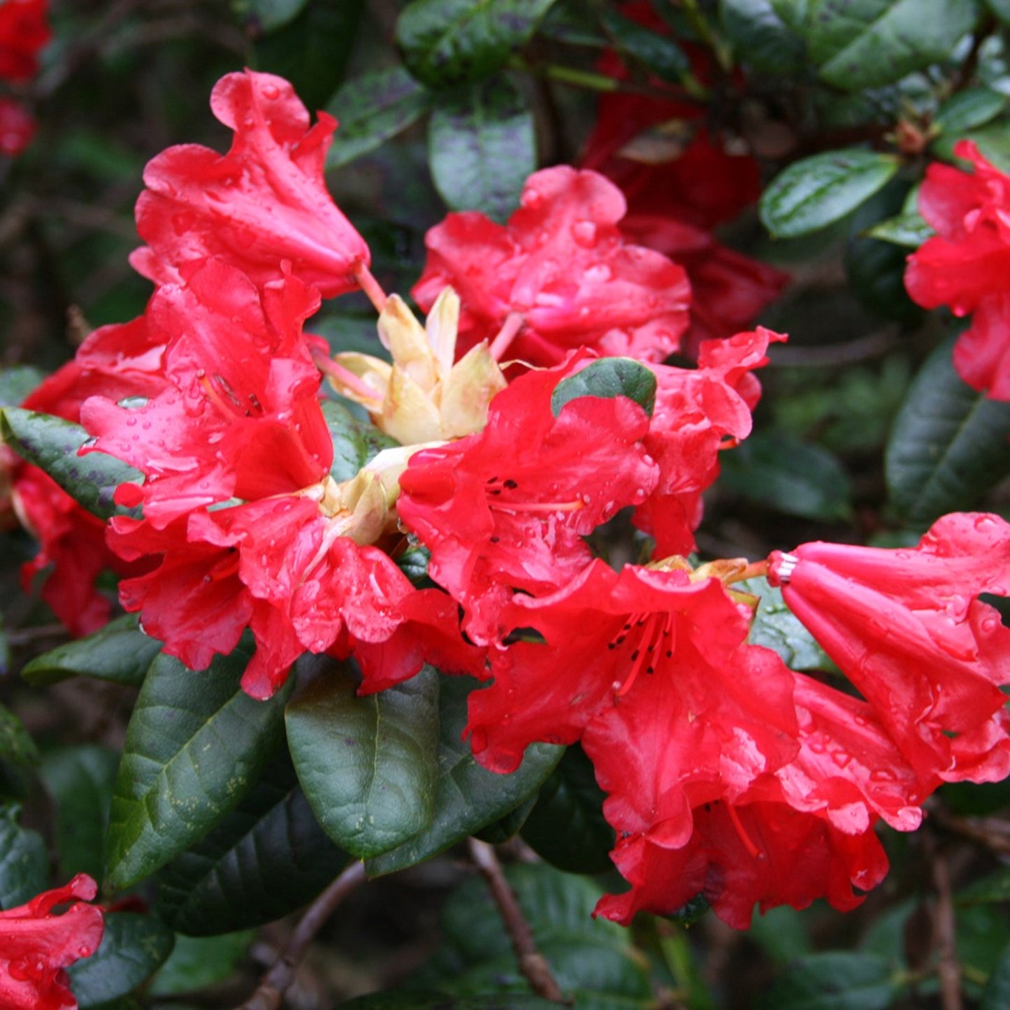 Rhododendron Scarlet Wonder (1L)