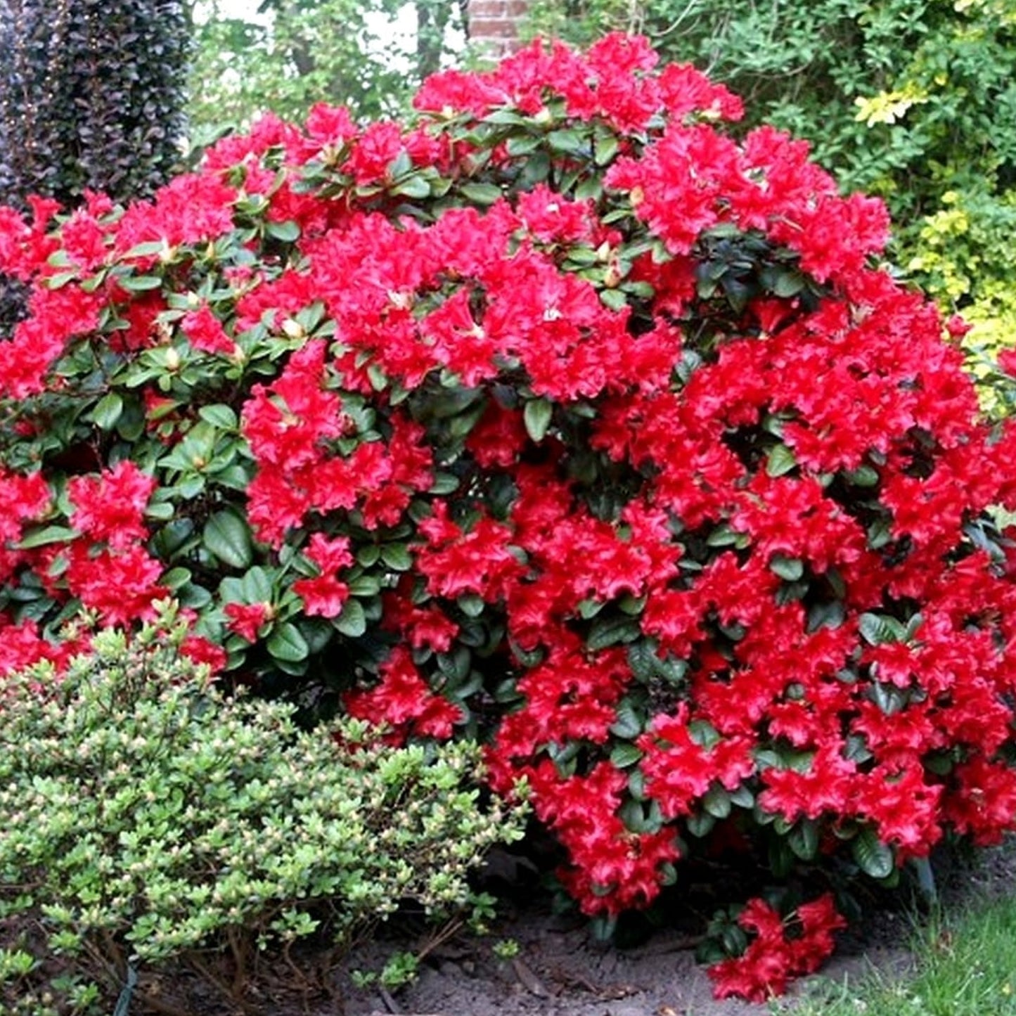 Rhododendron Scarlet Wonder (1L)