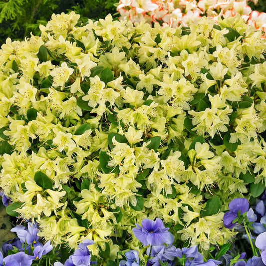 Rhododendron Shamrock (1L)