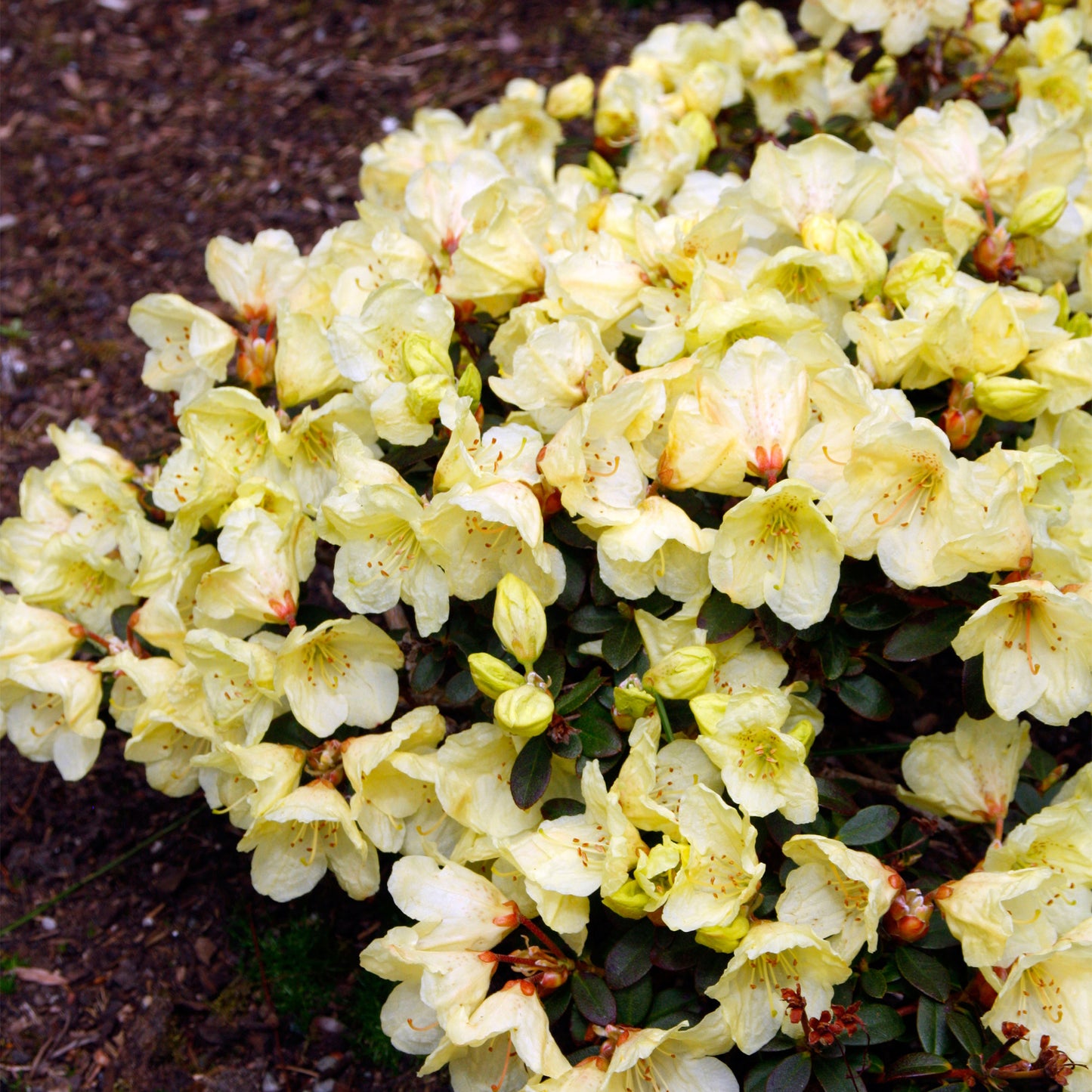 Rhododendron Wren (1L)