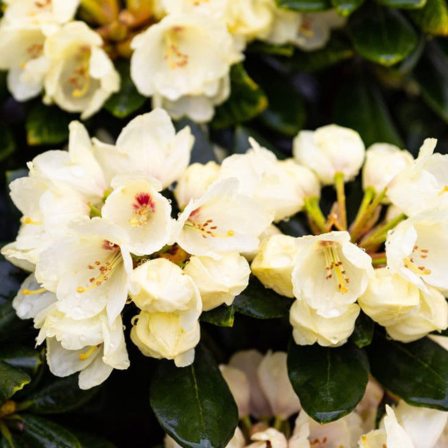 Rhododendron Wren (1L)