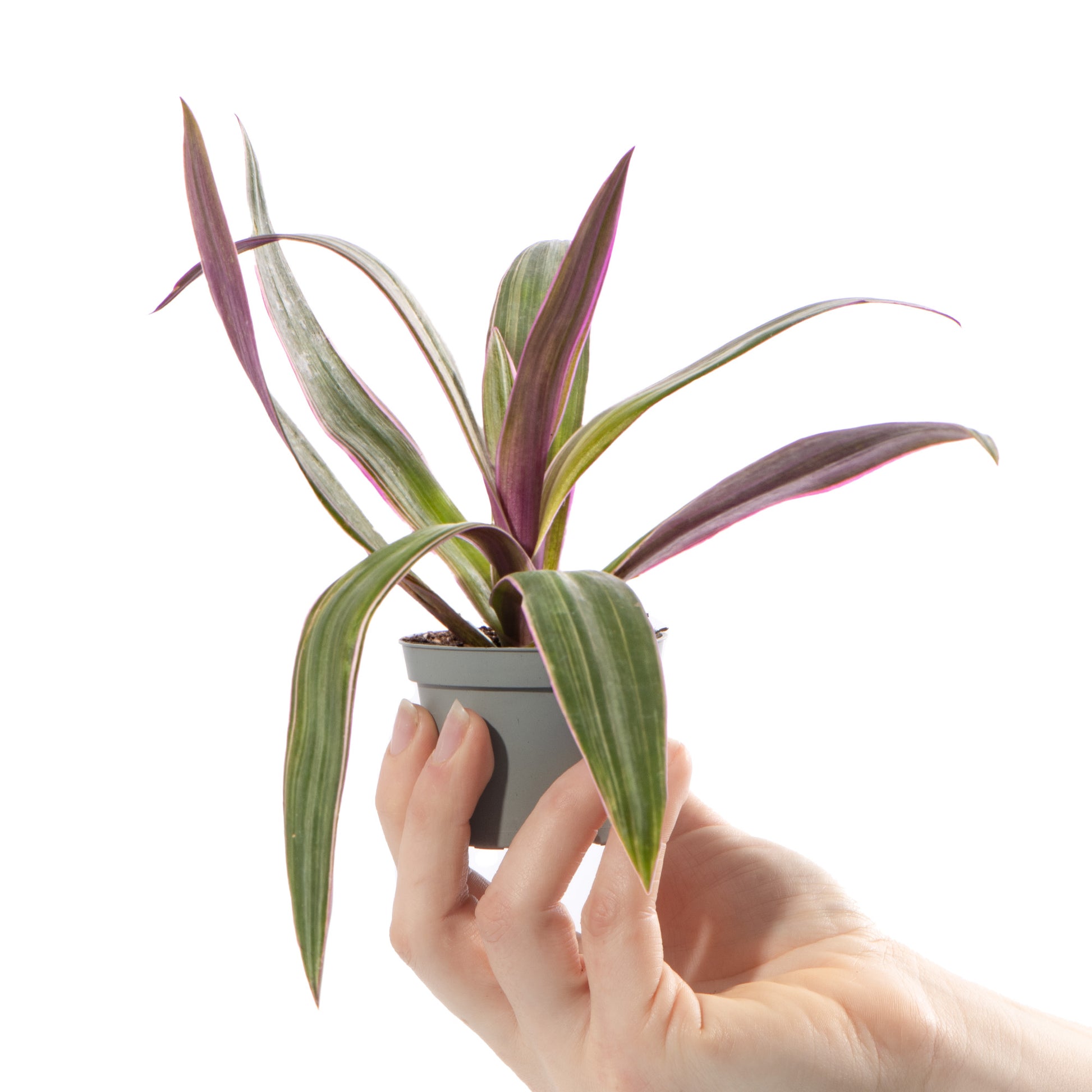 rhoeo plant indoor Baby Plants
