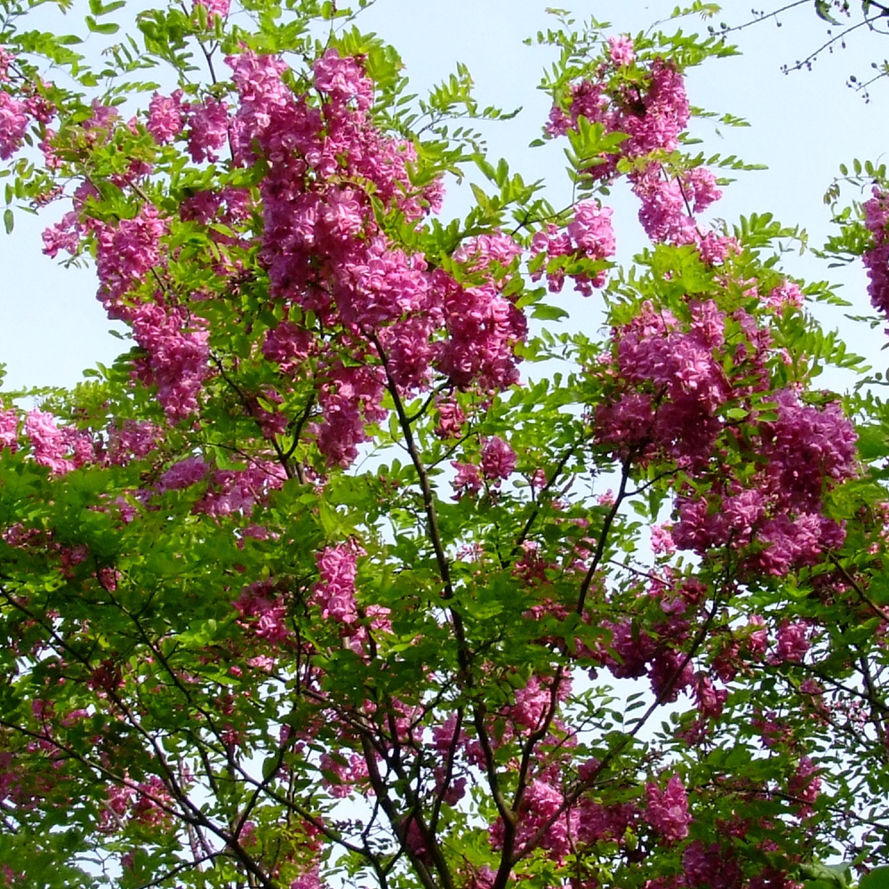 Robinia Pink Cascade Tree (12L, 5-6ft)