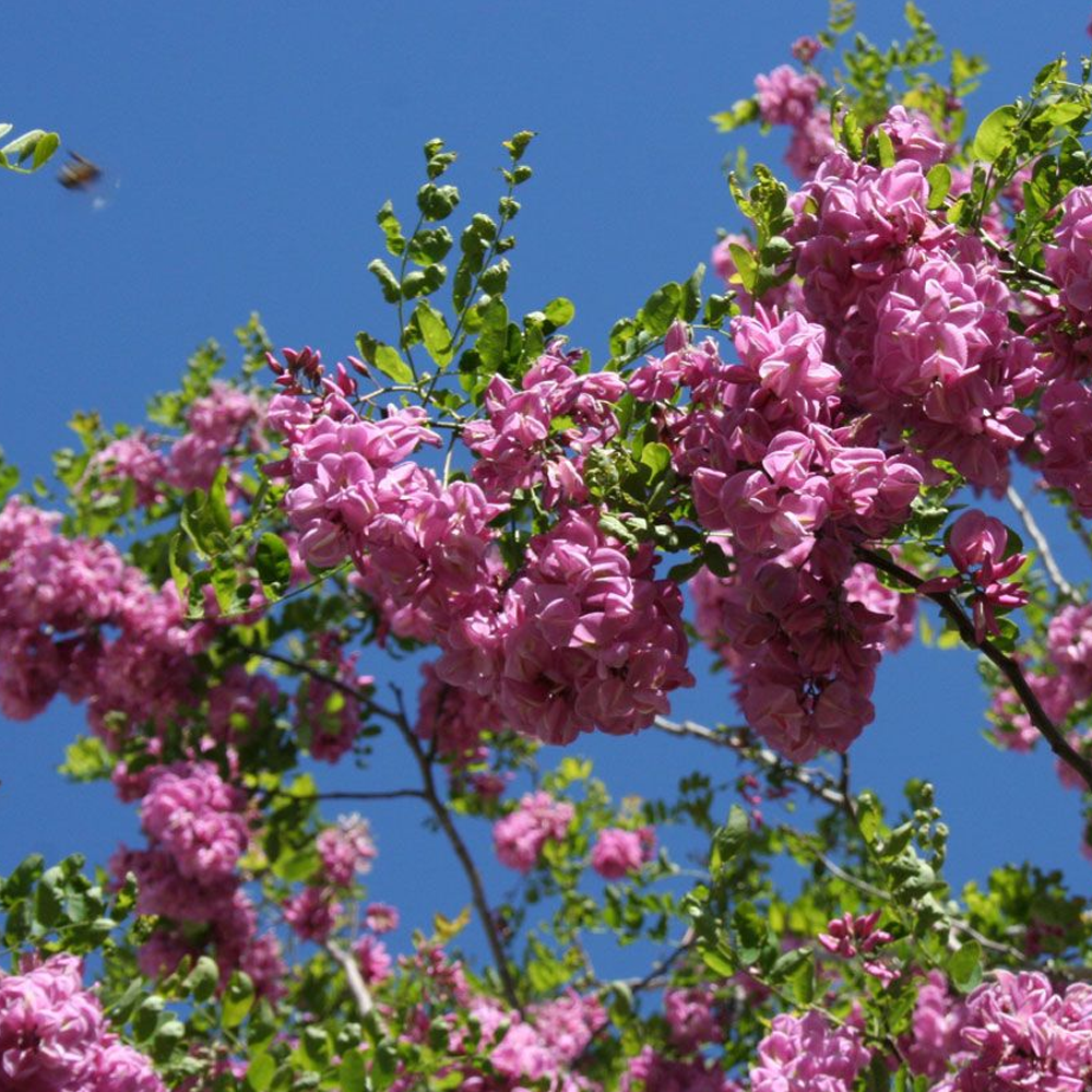 Robinia Pink Cascade Tree (12L, 5-6ft)