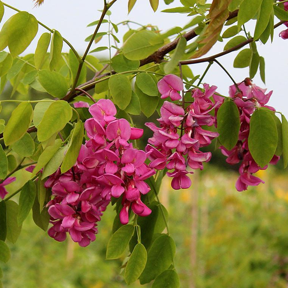 Robinia Pink Cascade Tree (12L, 5-6ft)