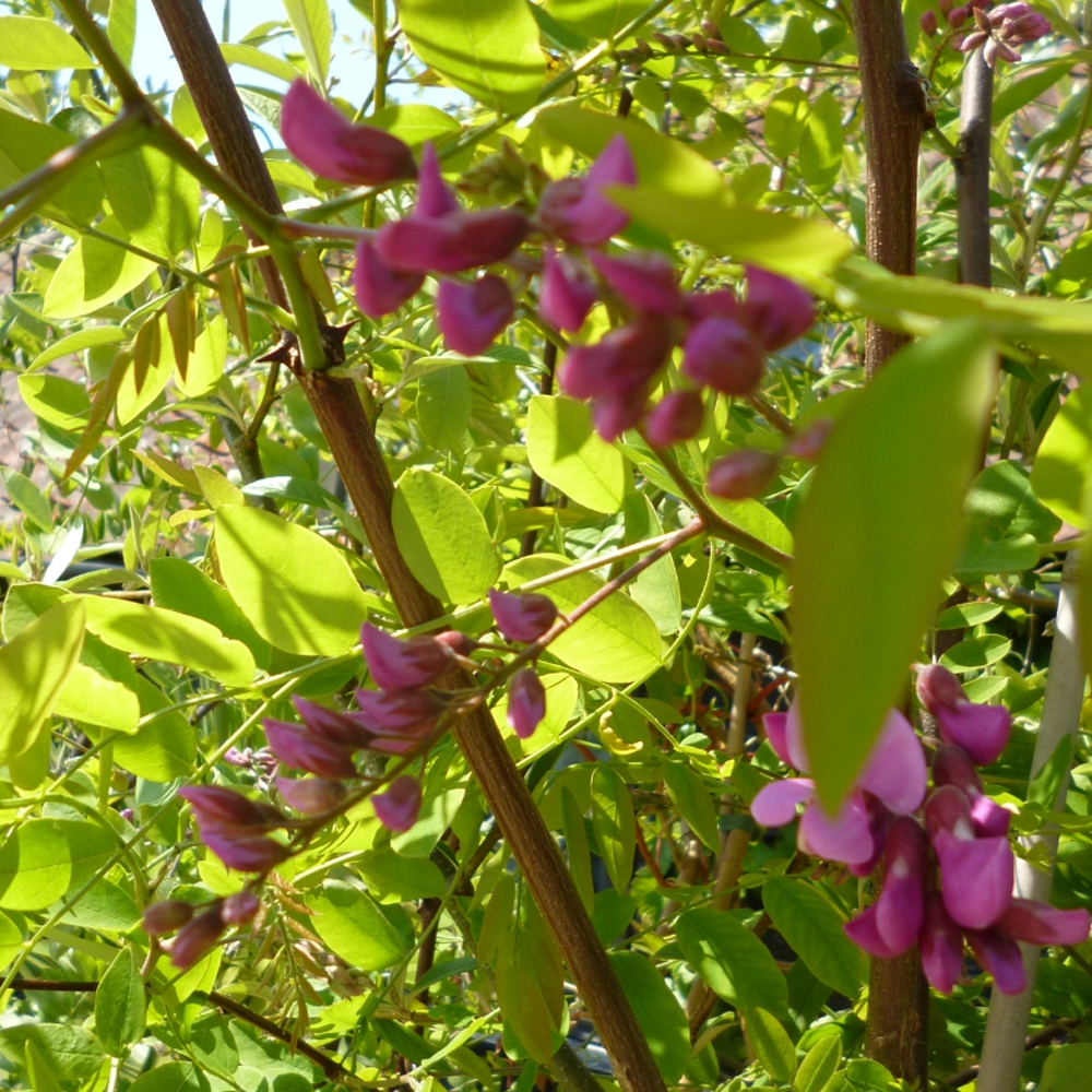 Robinia Pink Cascade Tree (12L, 5-6ft)