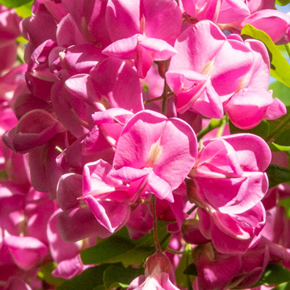 Robinia Pink Cascade Tree (12L, 5-6ft)