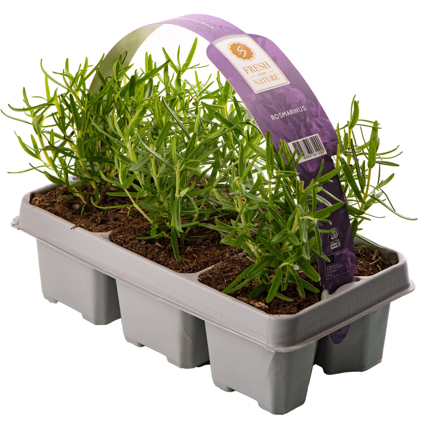 Rosemary Officinalis (Carry Six Pack)