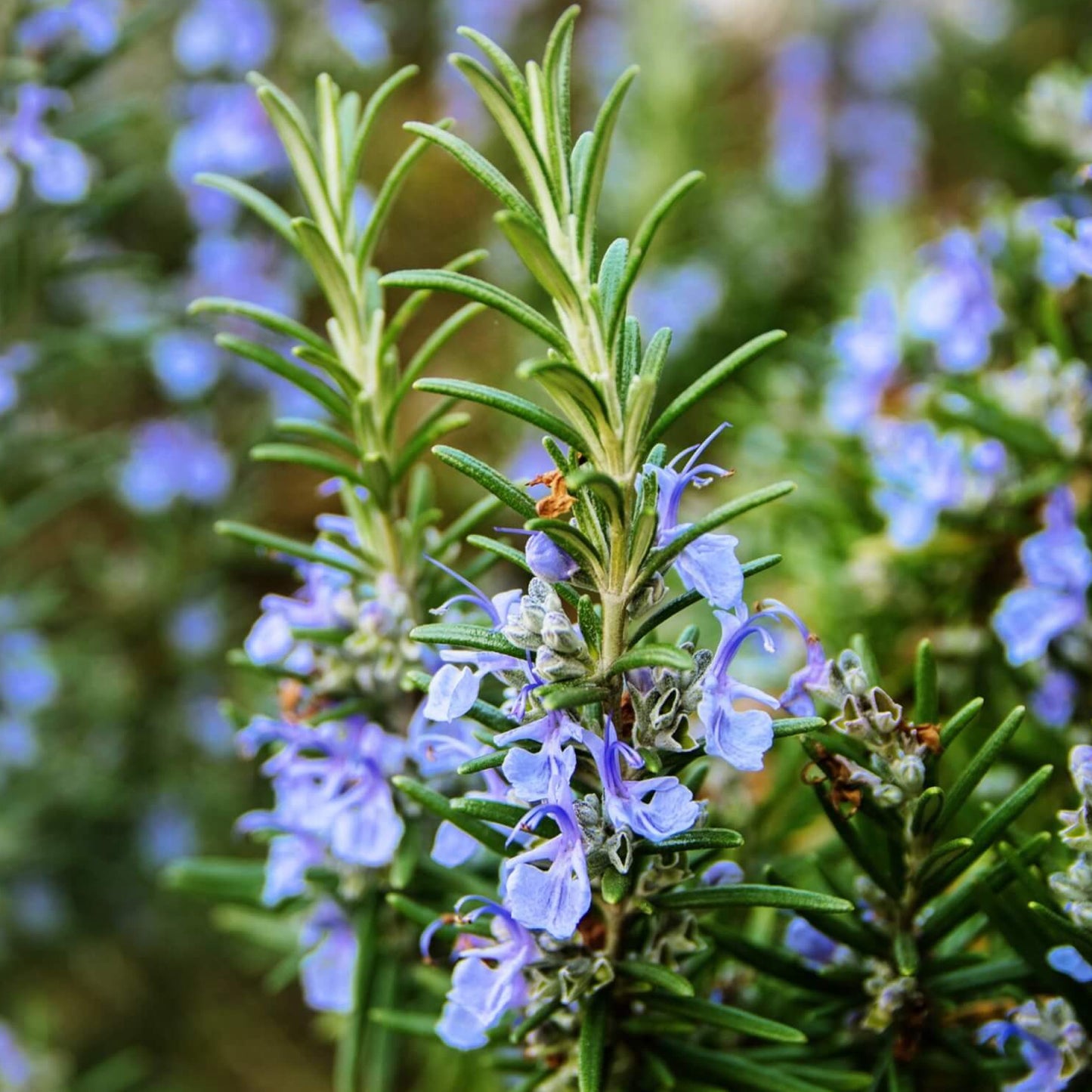 Rosemary Officinalis (Carry Six Pack)