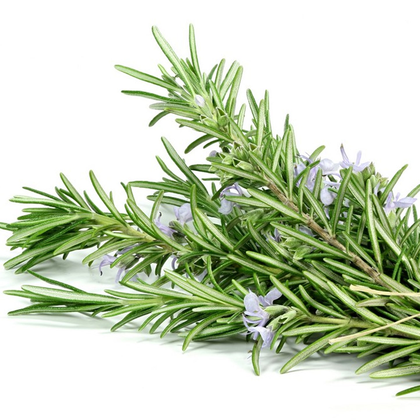 Rosemary Officinalis (Carry Six Pack)