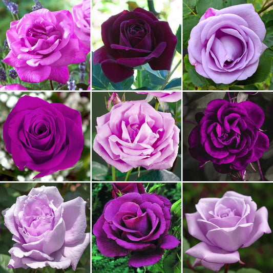 Potted Rose - Purple