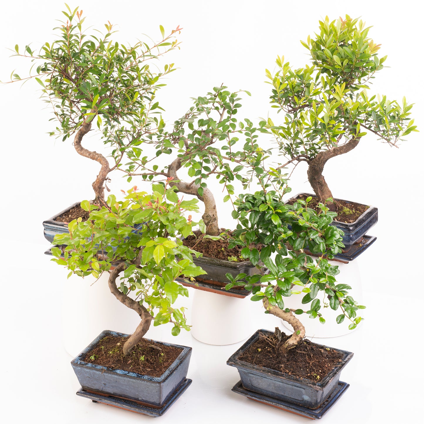 S-Shaped Bonsai (20cm)