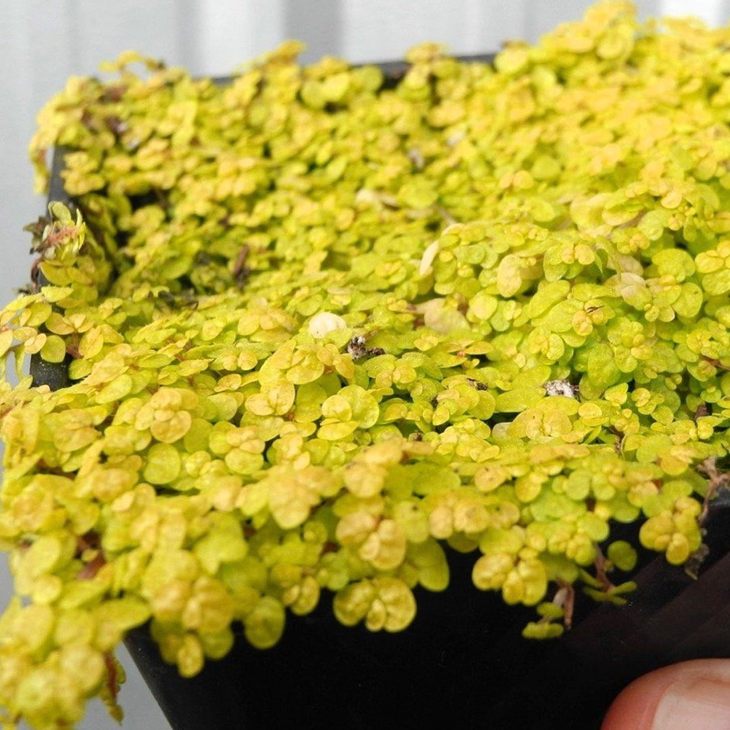 Soleirolia soleirolii Helxine Yellow (13cm) V4